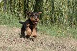 AIREDALE TERRIER 082